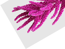 Oxystorm (Amaranthus Extrakt)