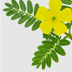 TRIBULUS TERRESTRIS