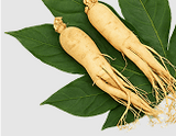 PANAX GINSENG